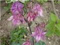 Aquilegia flabellata 